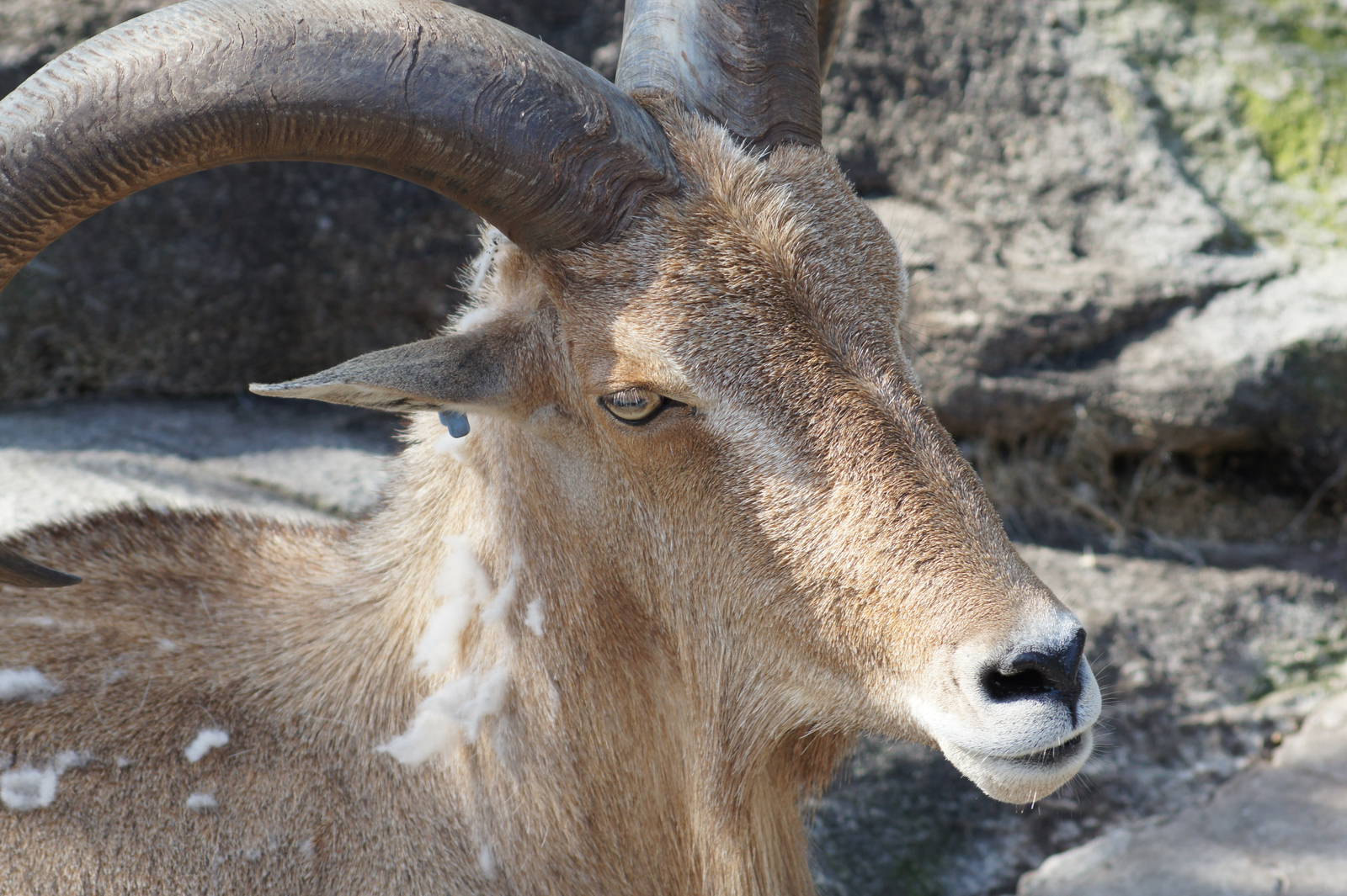 Barbary Sheep