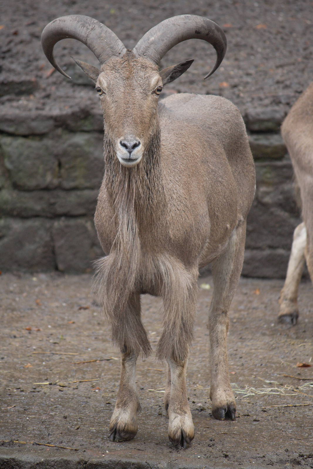 Barbary sheep