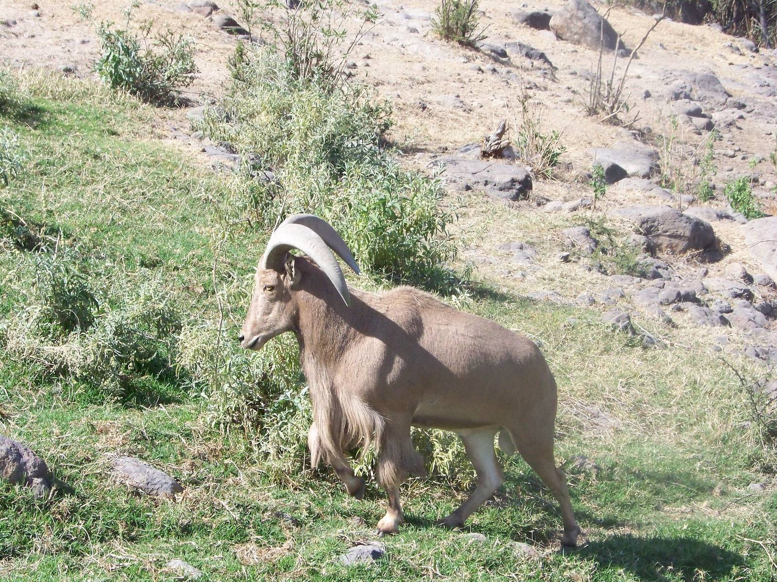 Barbary Sheep