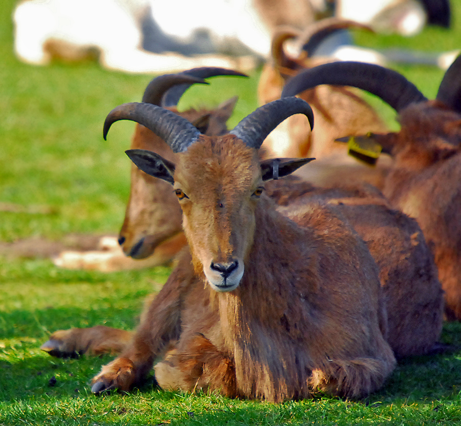 Barbary Sheep