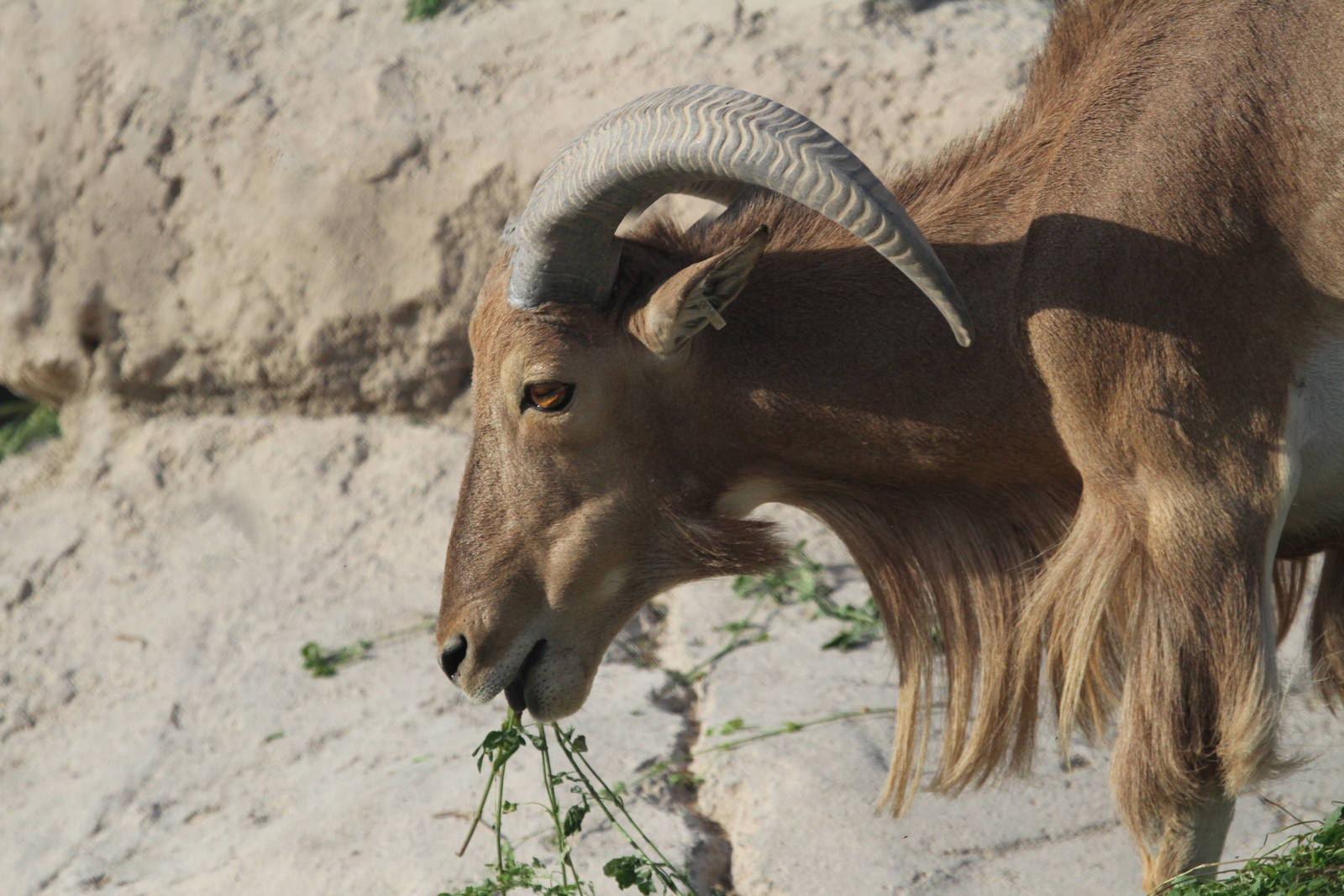 Barbary Sheep