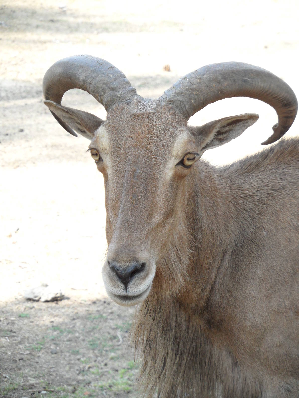 Barbary sheep