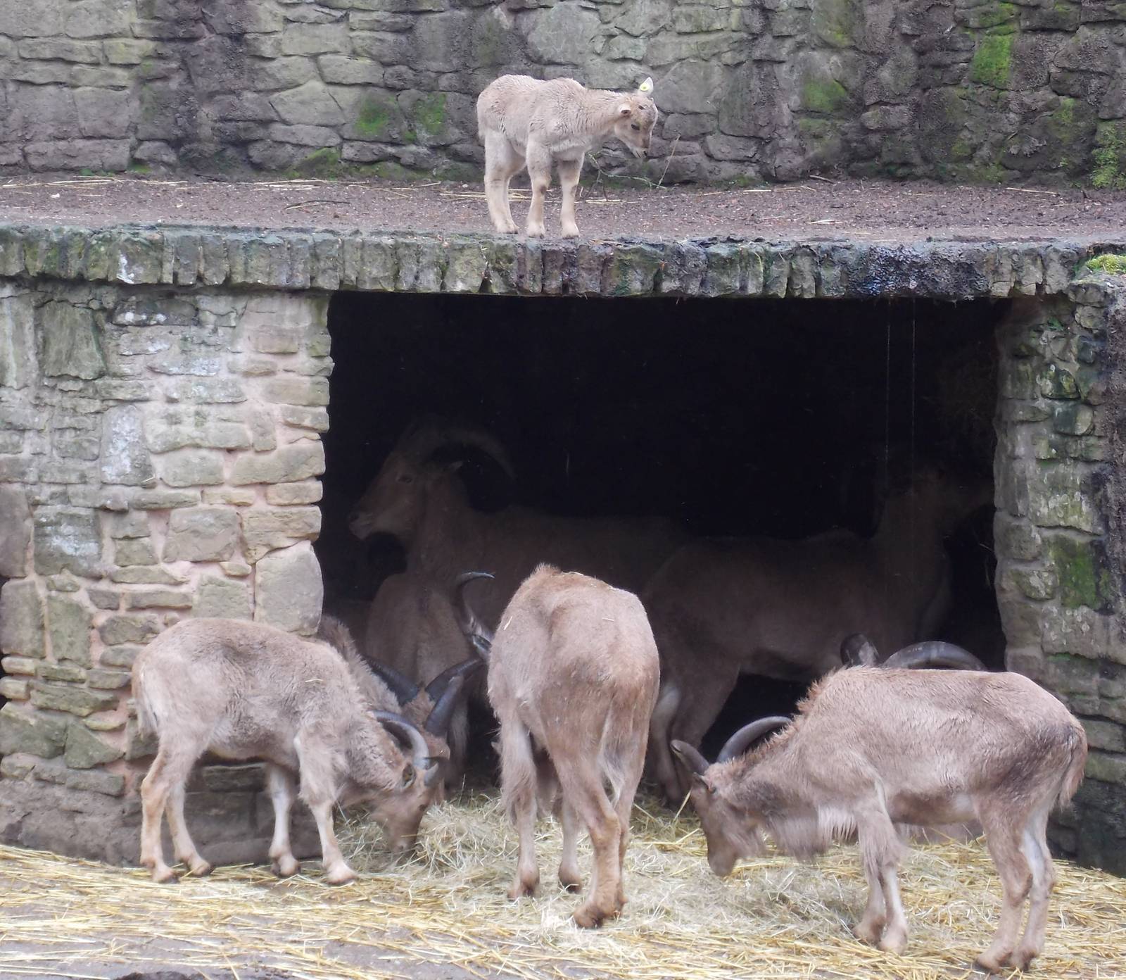 Barbary Sheep