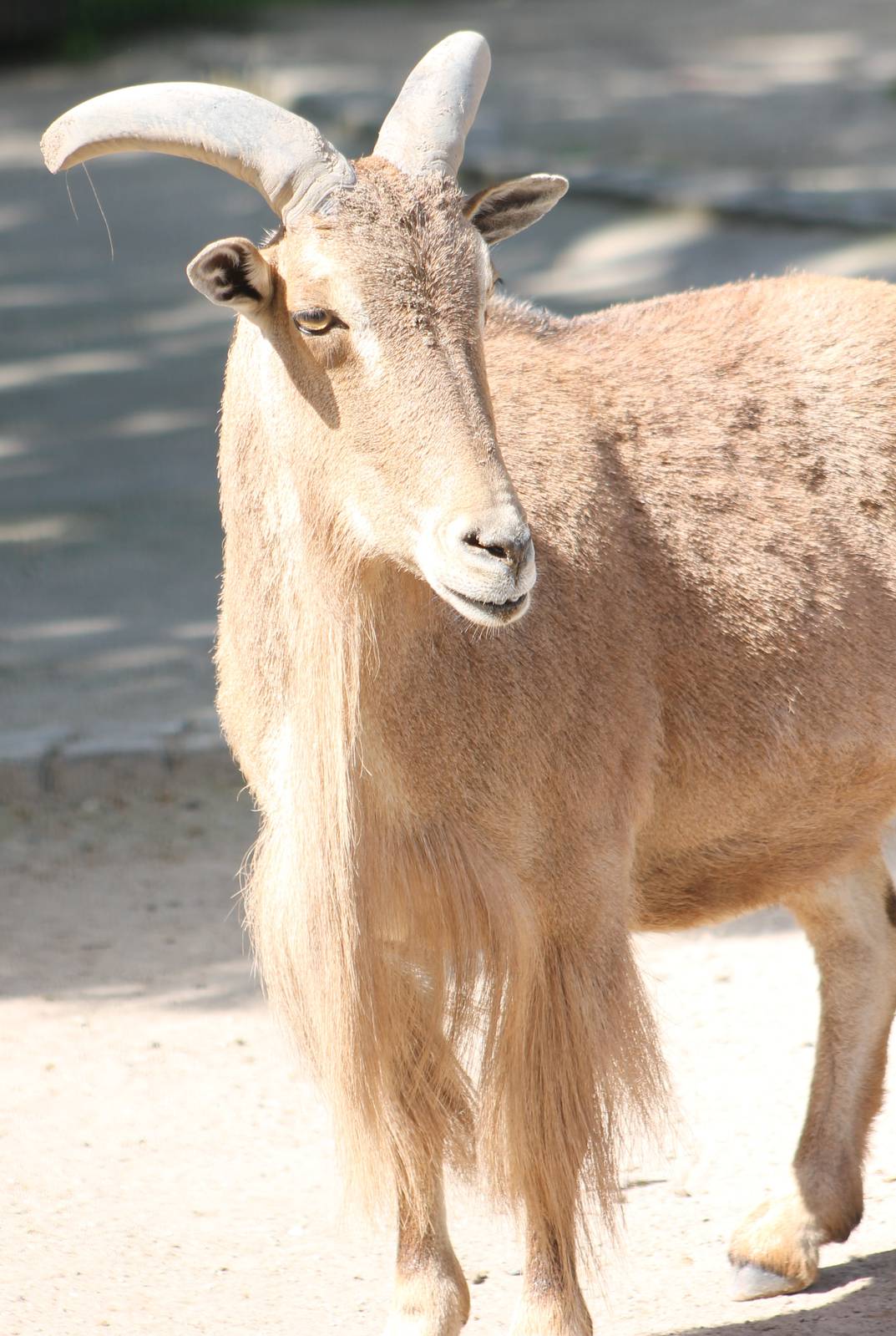 Barbary sheep