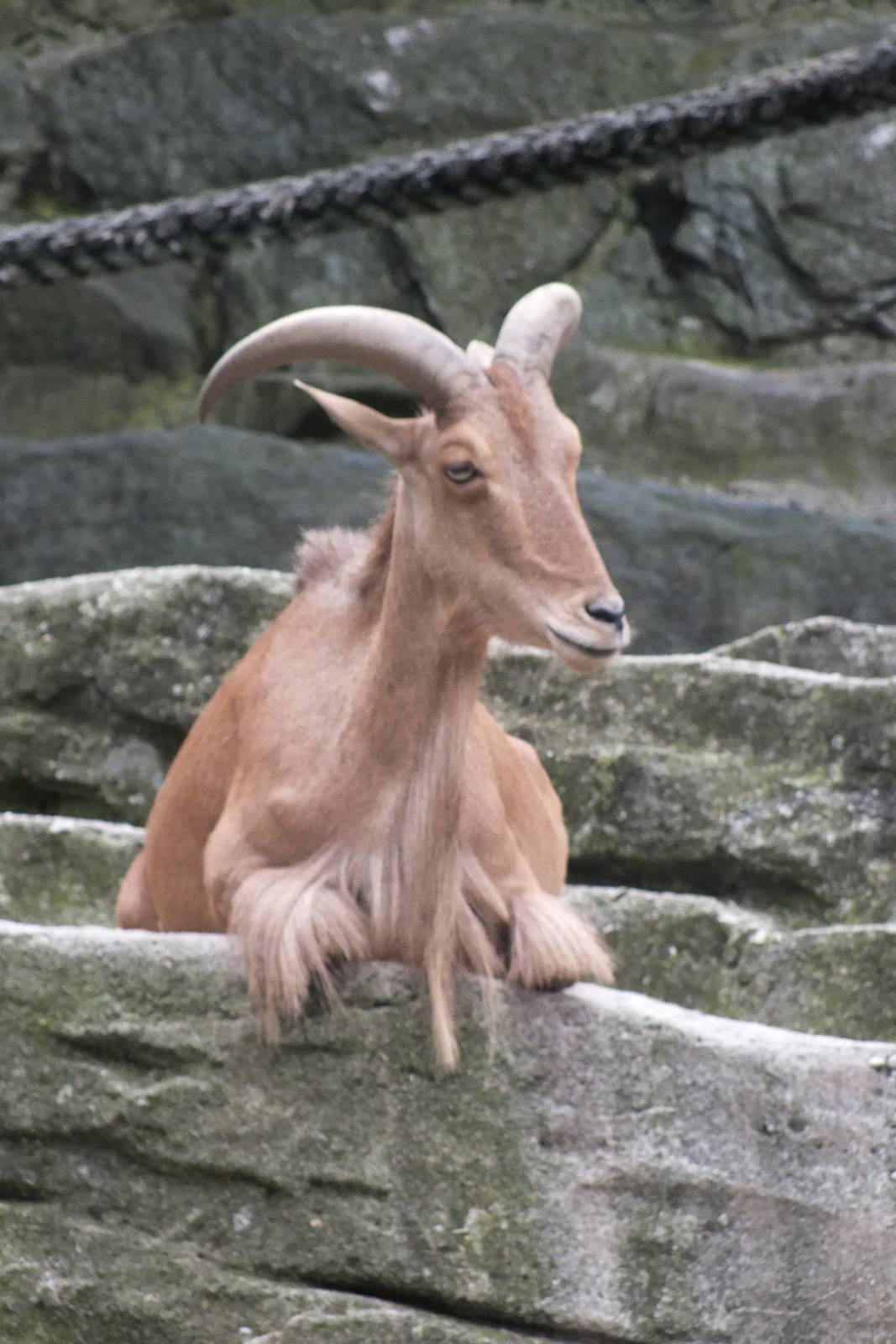 Barbary Sheep