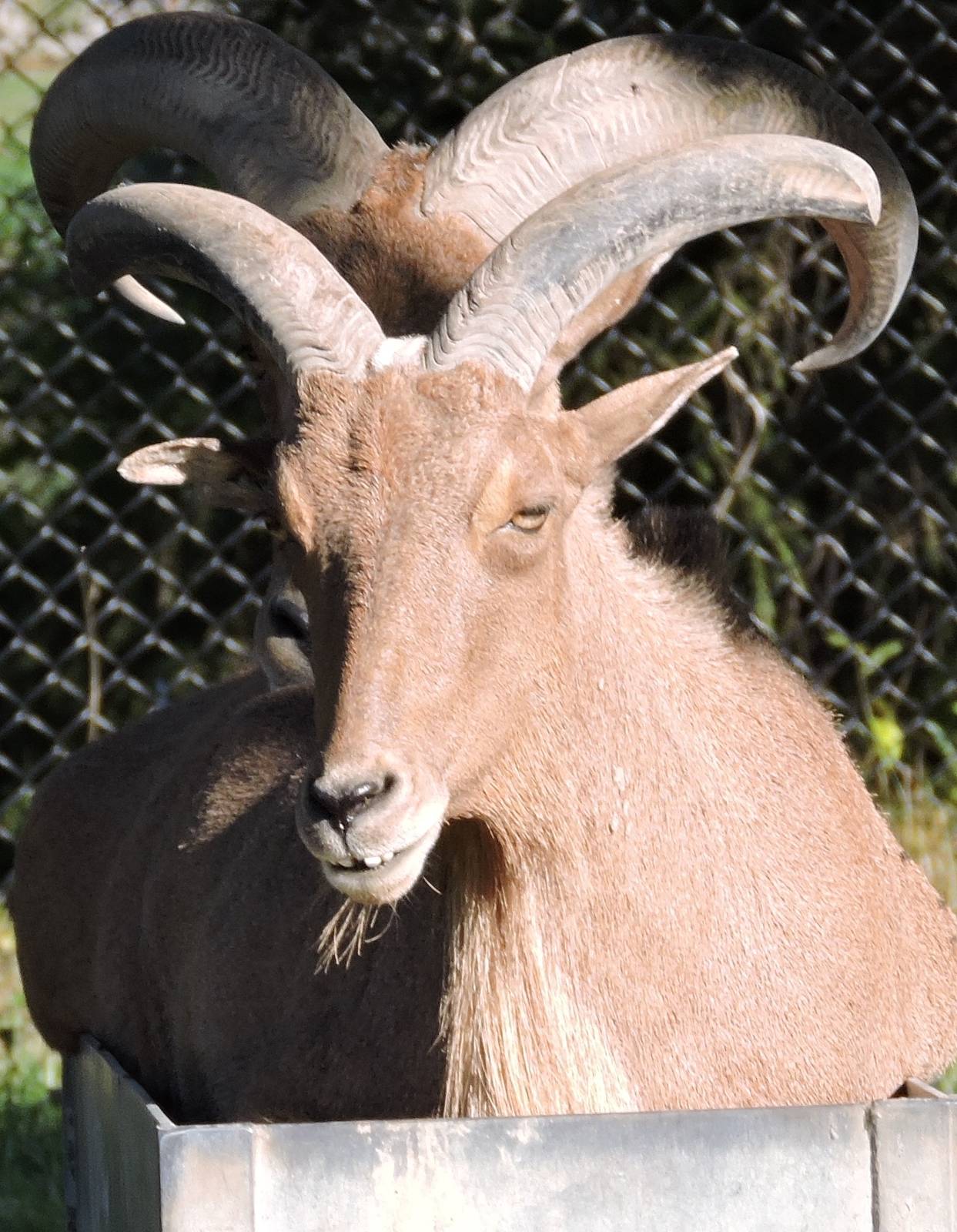 Barbary Sheep
