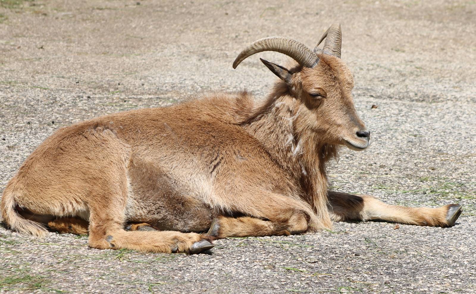 Barbary sheep