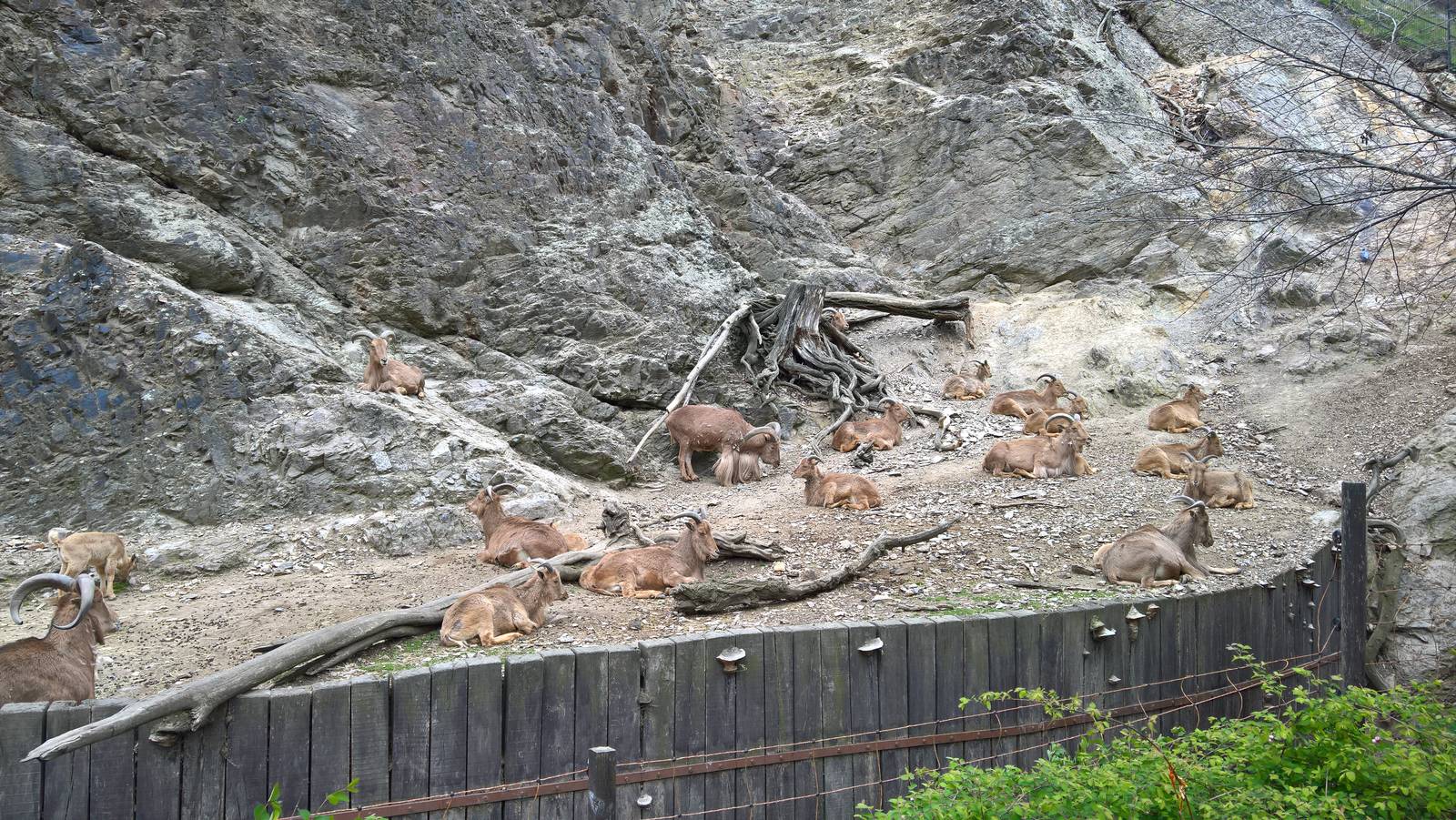Barbary sheep