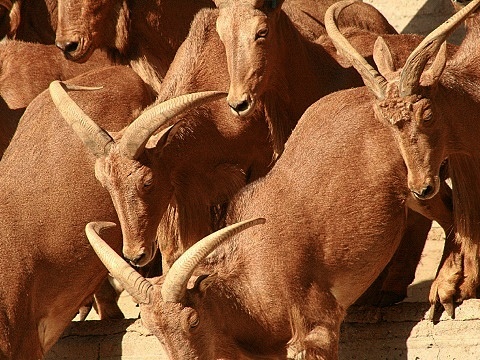 Barbary Sheep