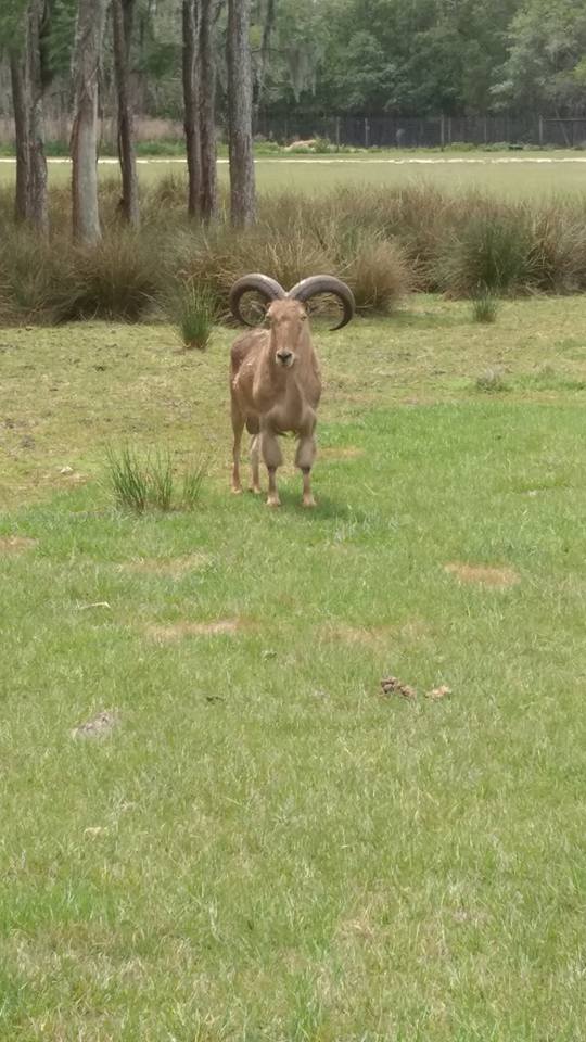 Barbary Sheep