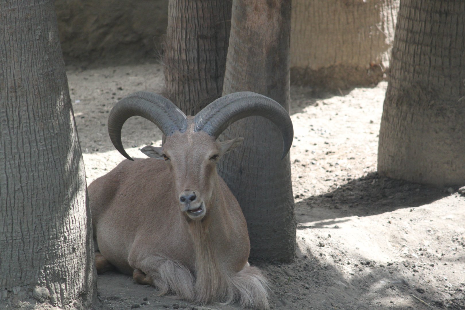 Barbary sheep