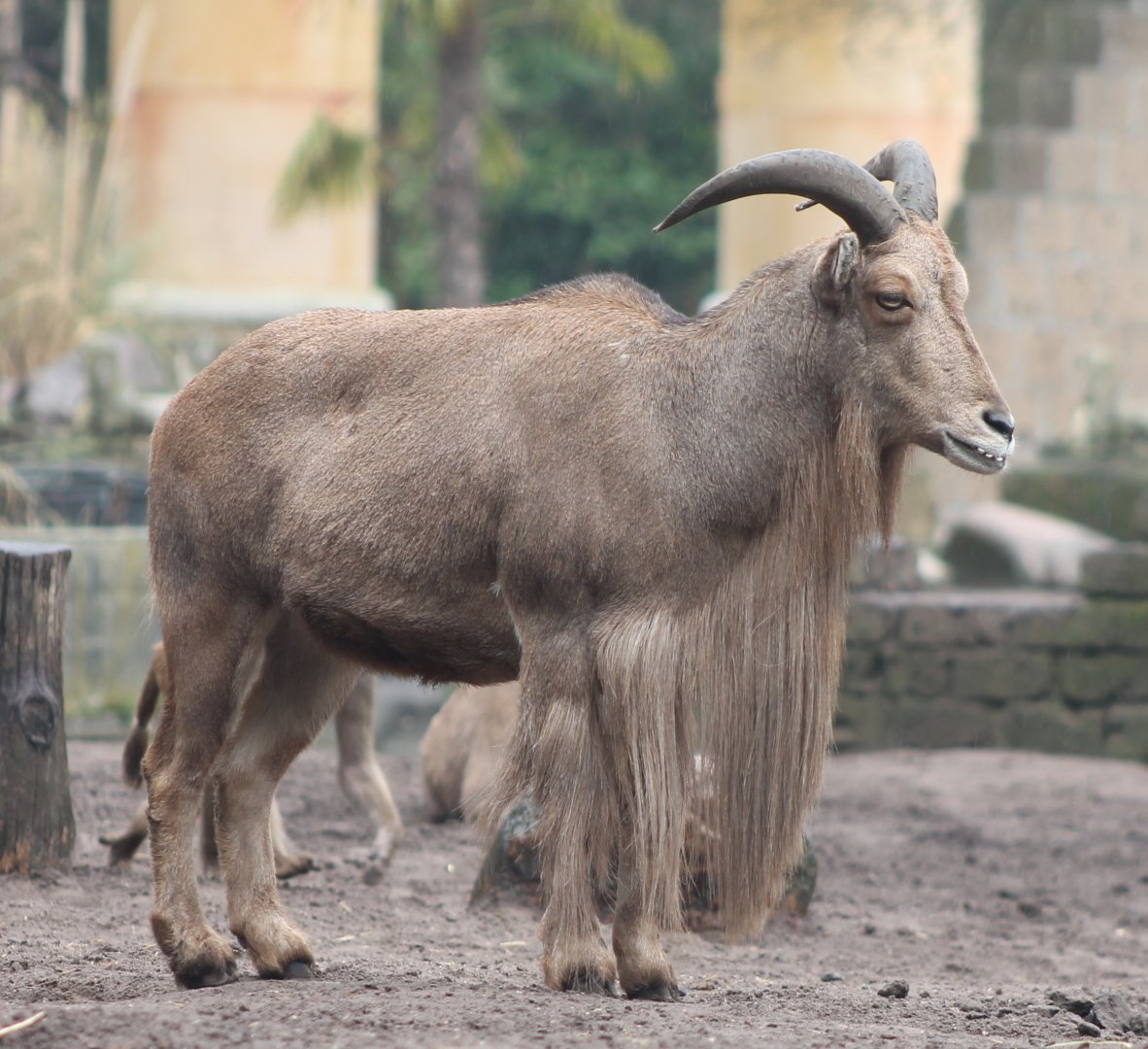 Barbary sheep