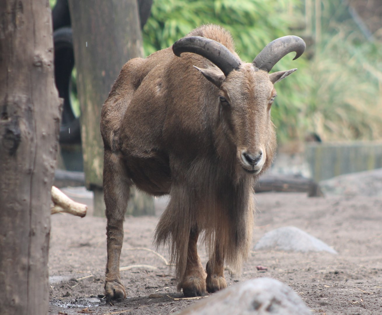 Barbary sheep