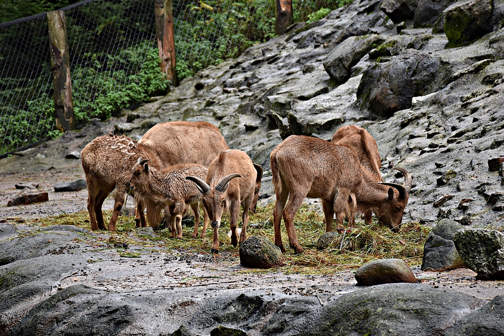 Barbary sheep