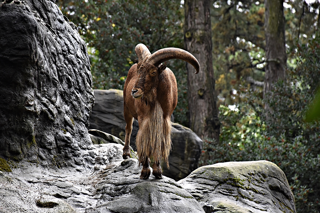 Barbary sheep