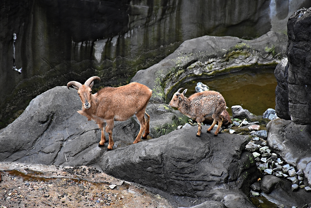 Barbary sheep