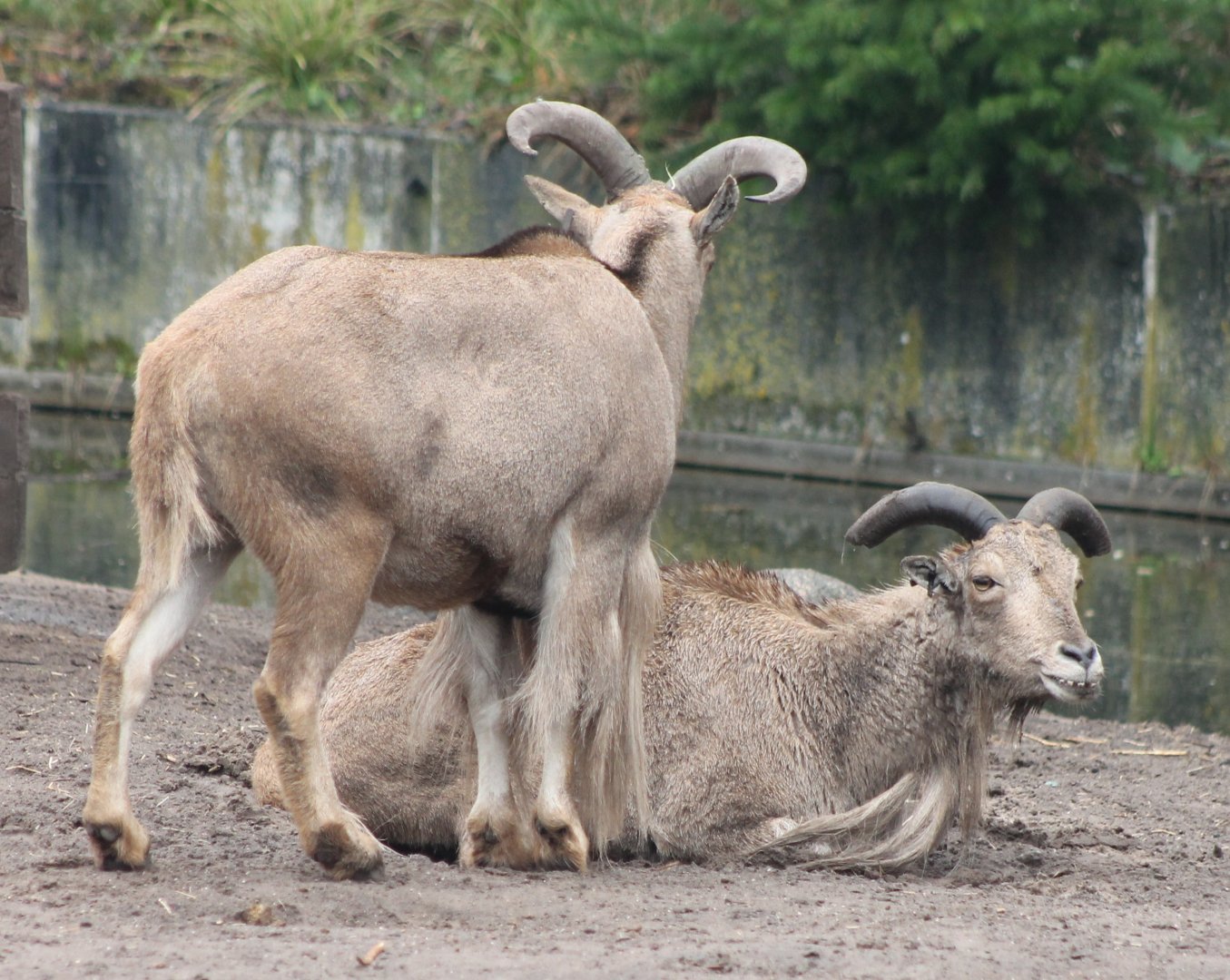 Barbary sheep