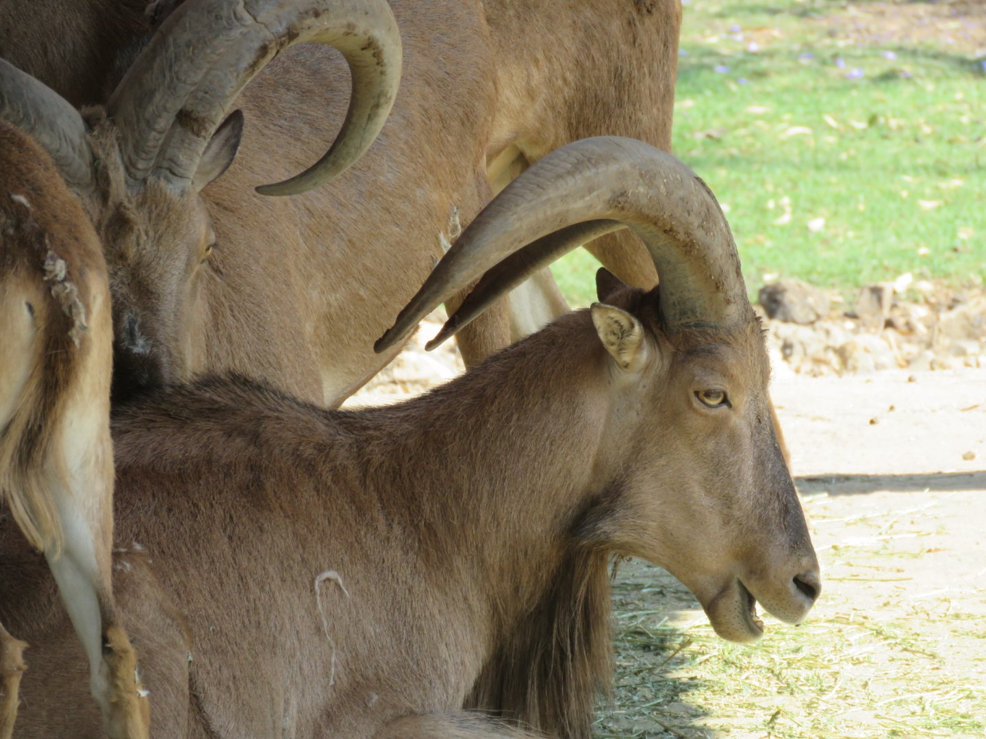Barbary sheep