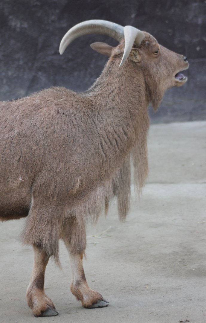 Barbary sheep