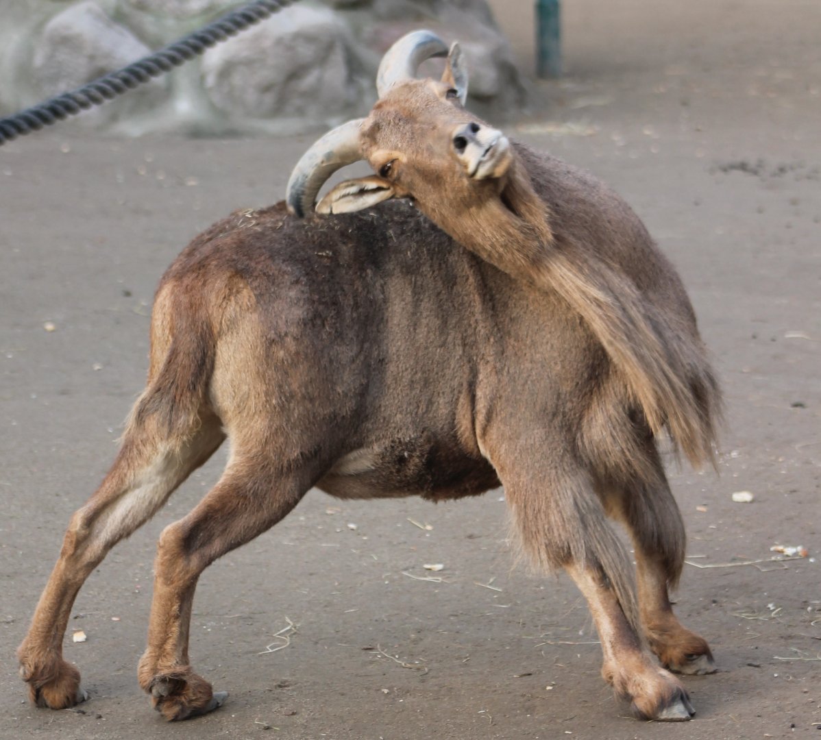 Barbary sheep