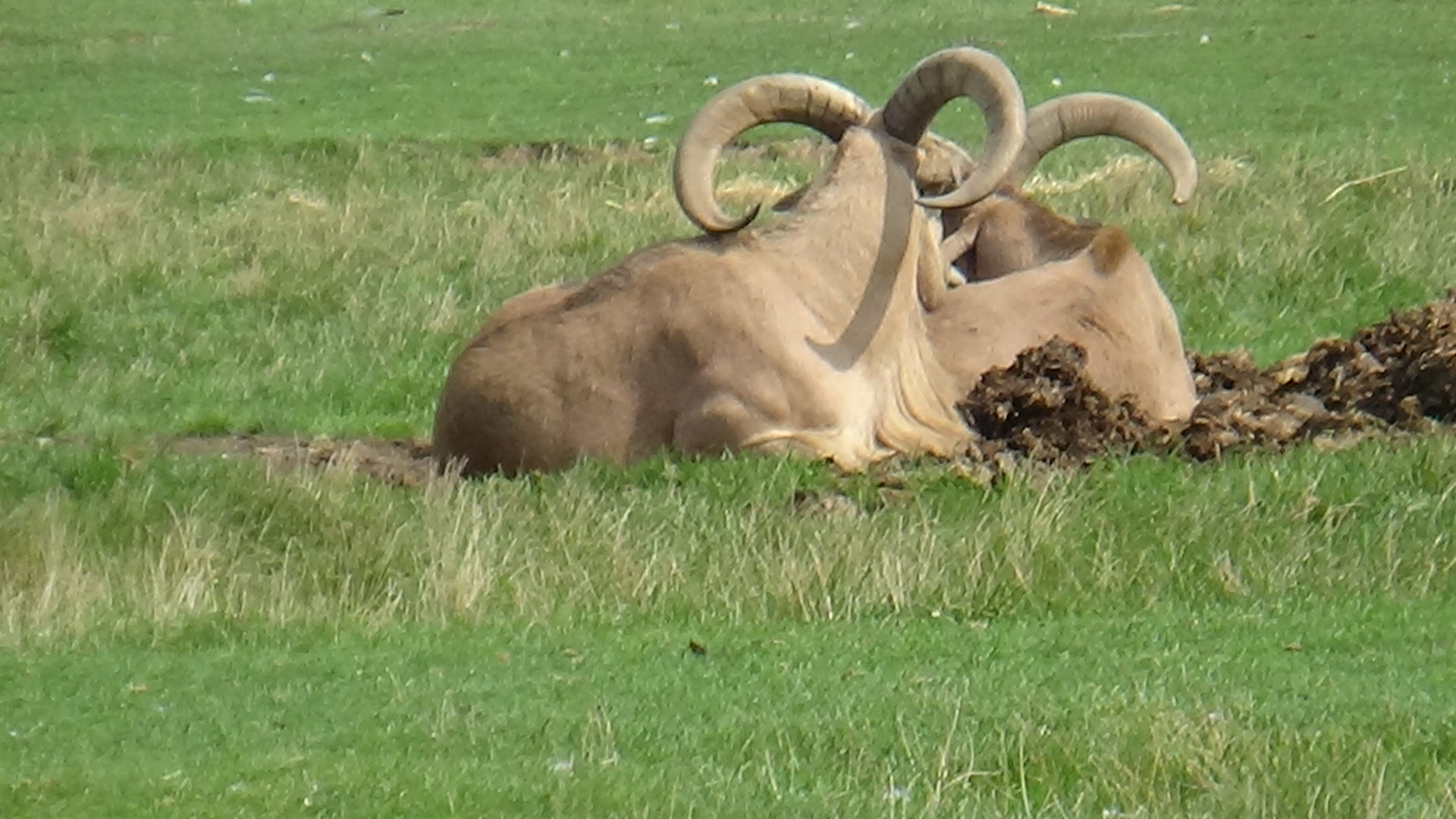 Barbary sheep