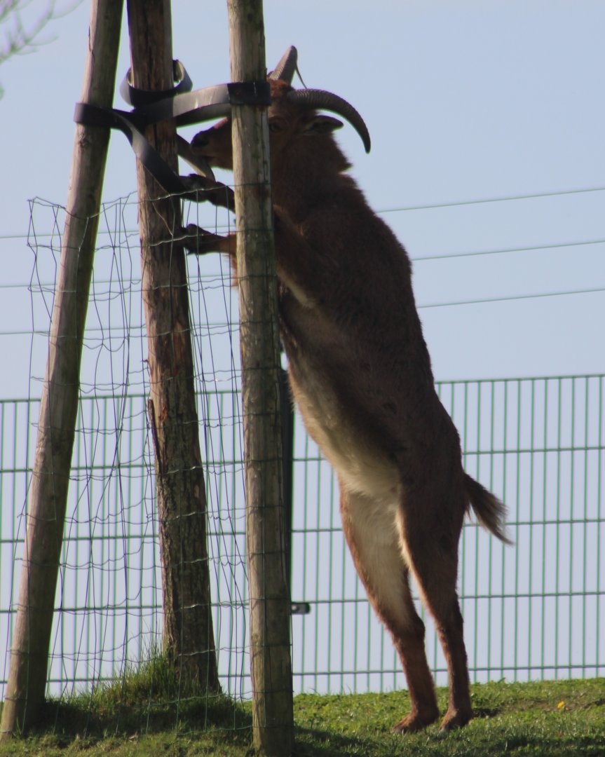 Barbary sheep