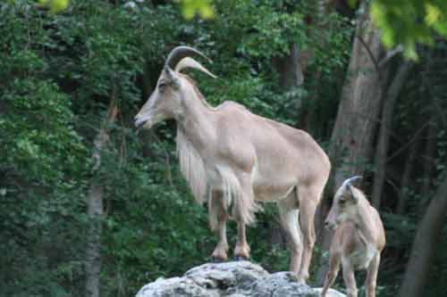 Barbary Sheep