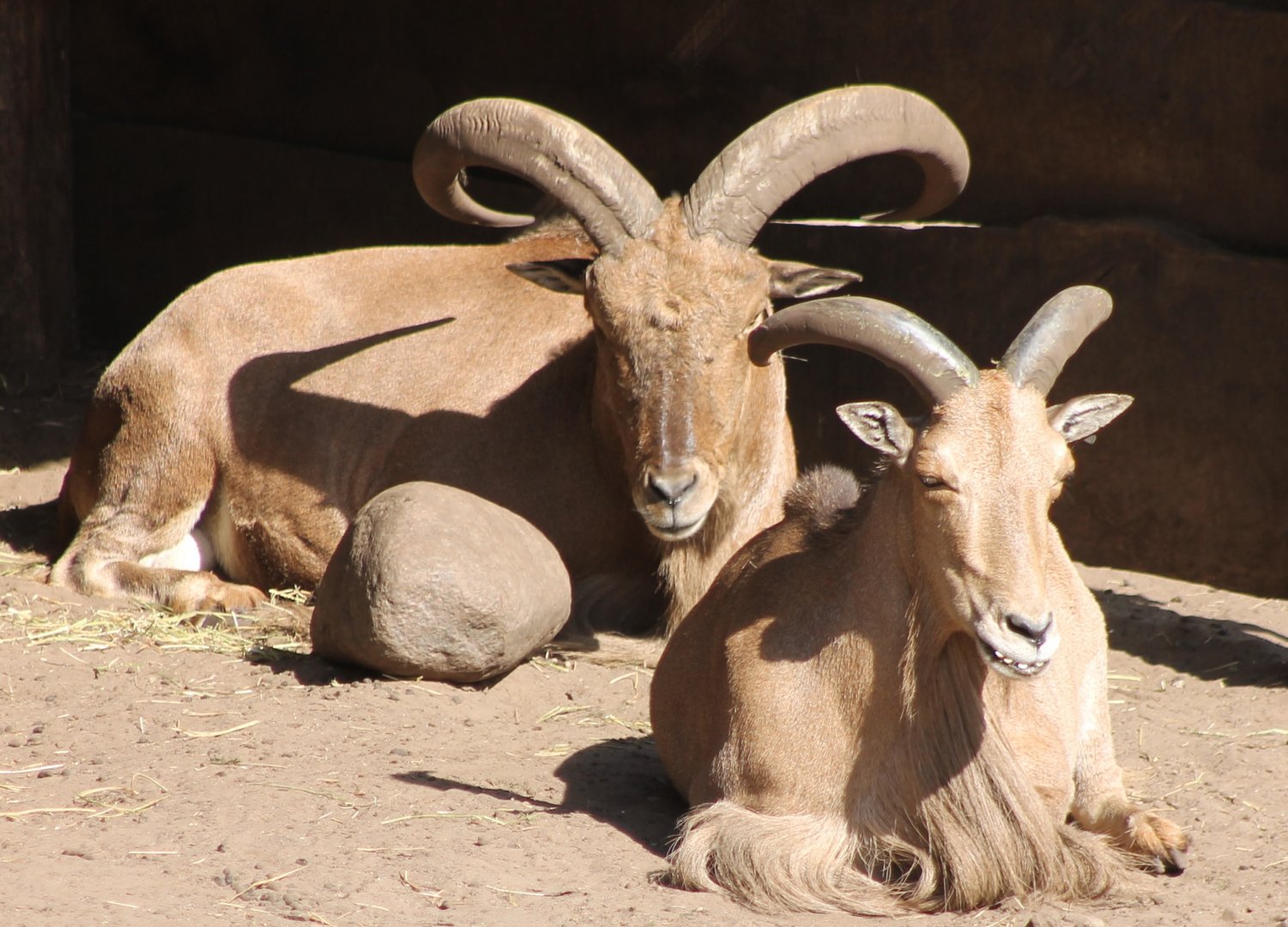 Barbary sheep