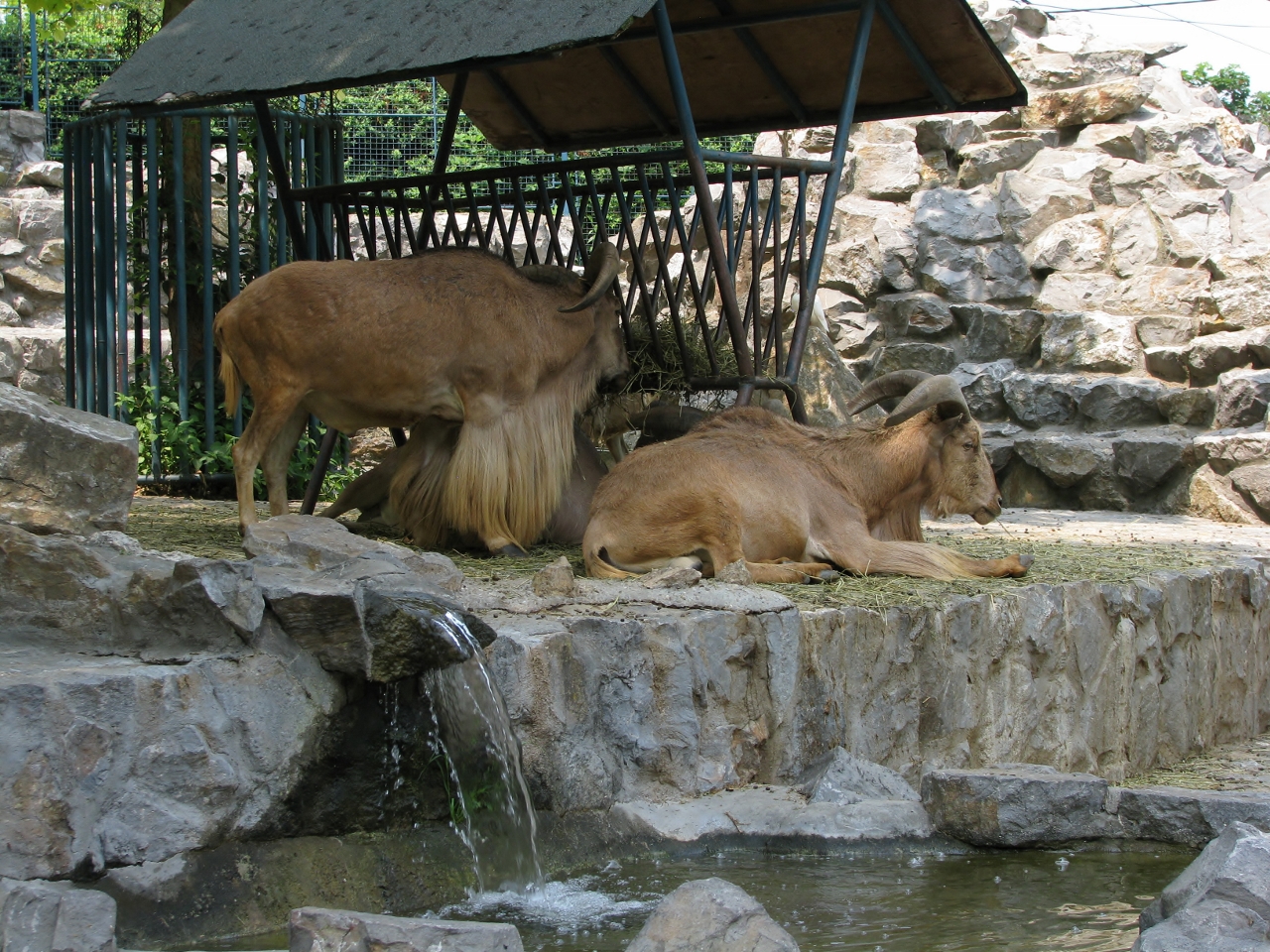 Barbary sheep