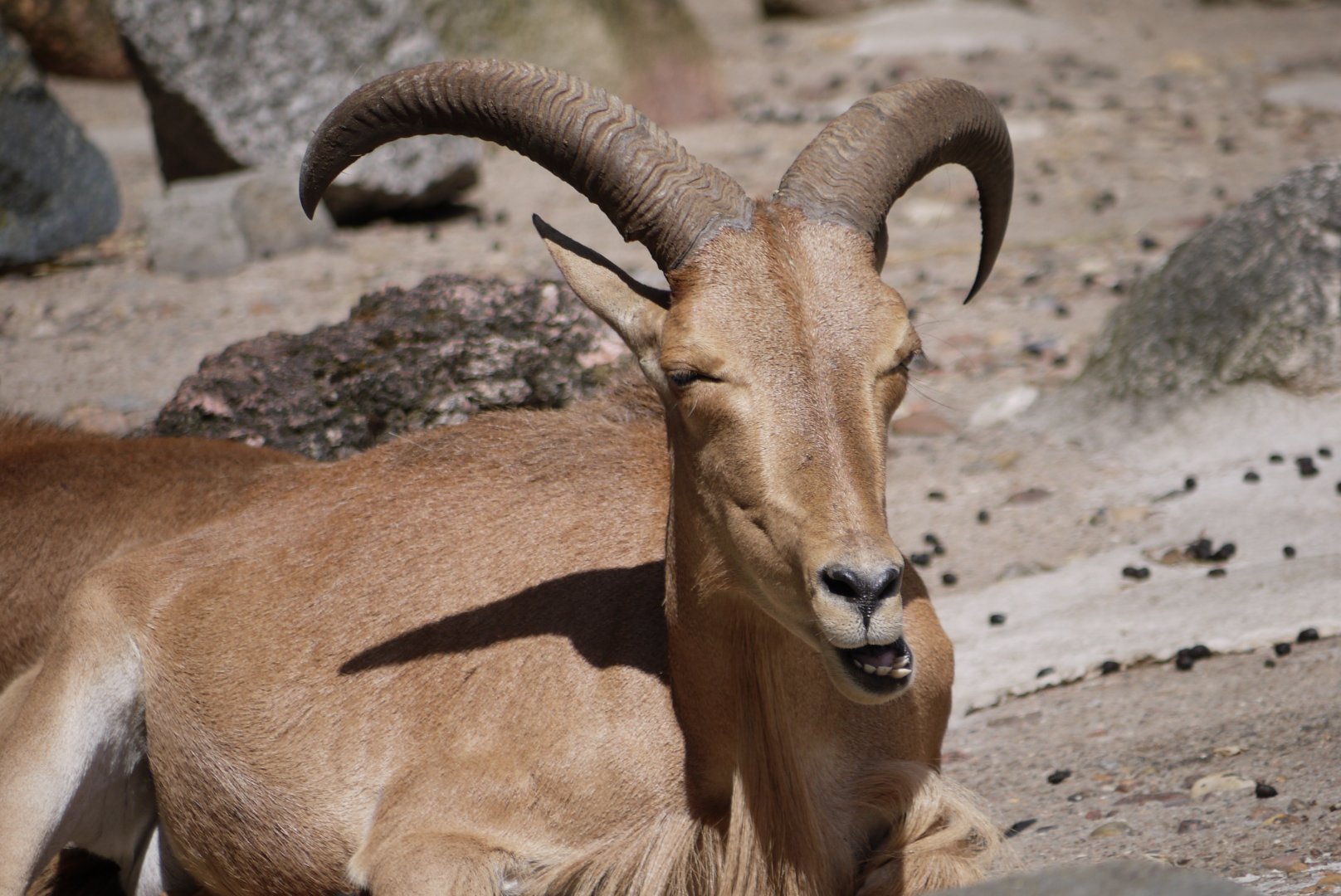 Barbary Sheep