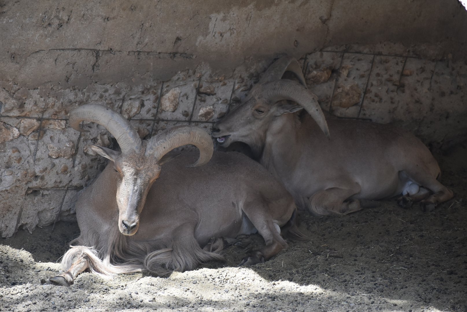 Barbary sheep