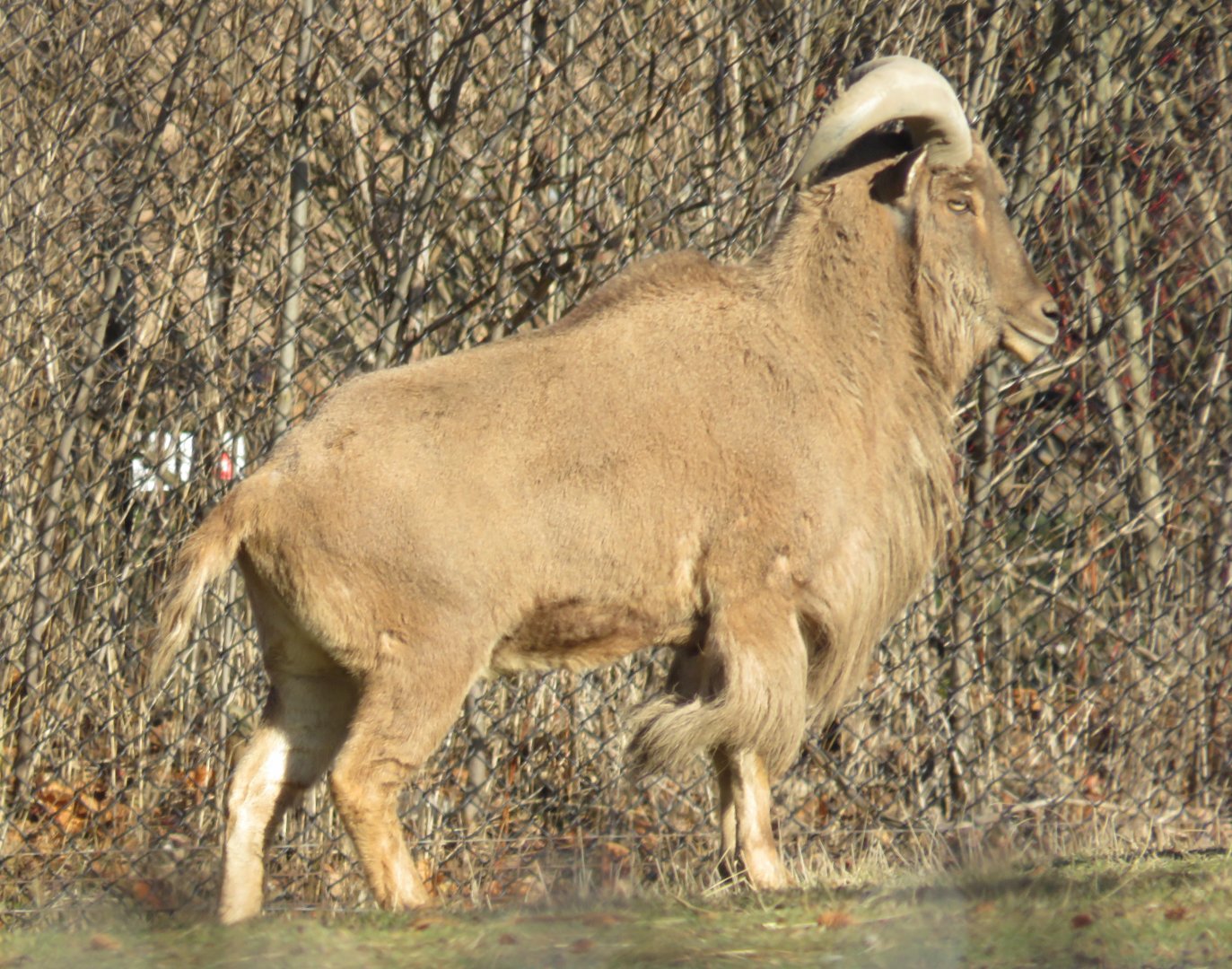 Barbary sheep