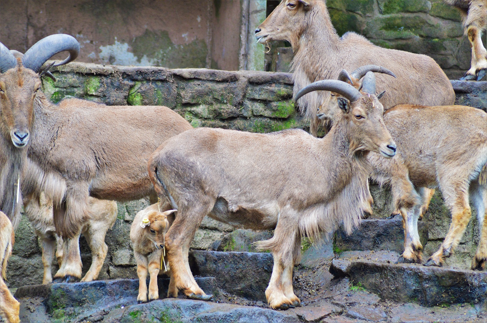 Barbary sheep
