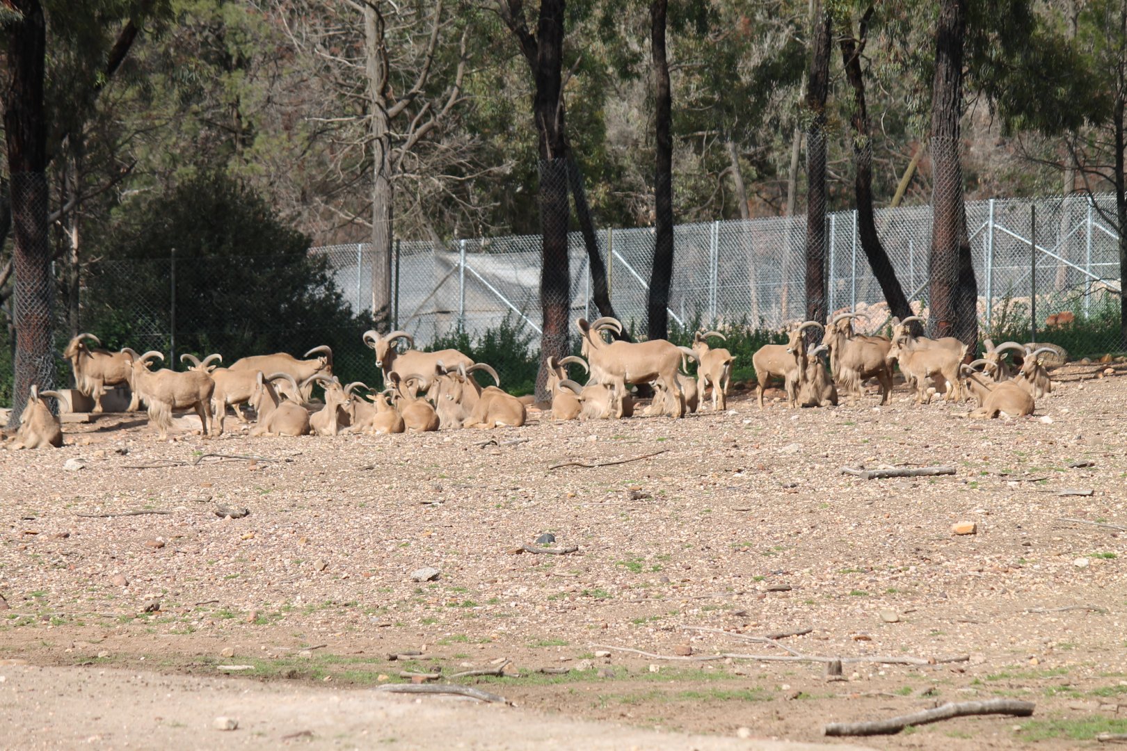Barbary Sheep