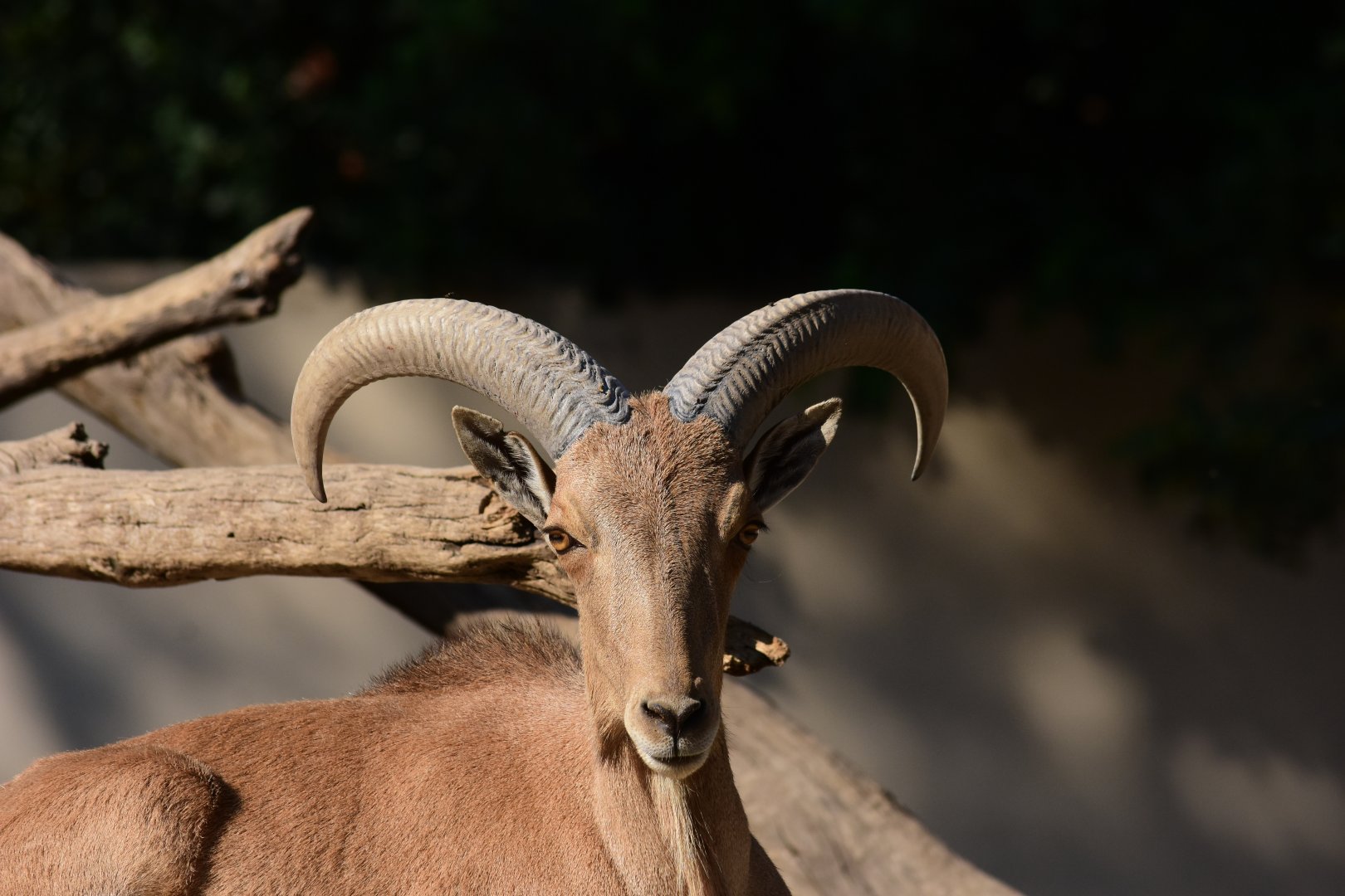 Barbary sheep