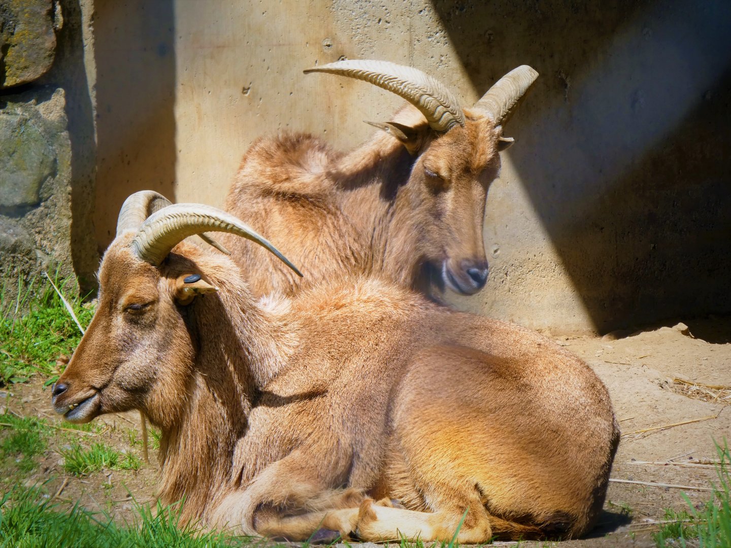 Barbary Sheep