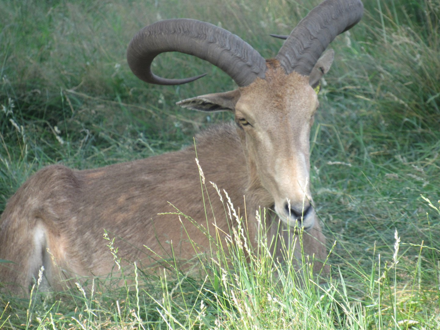 Barbary Sheep