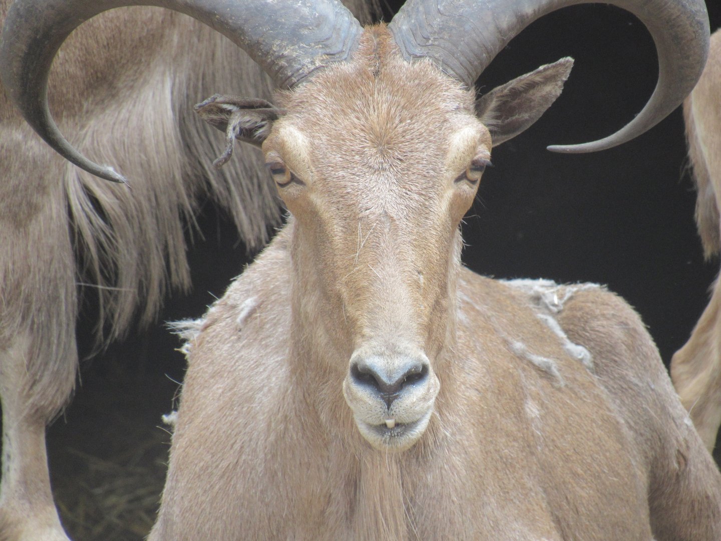 Barbary Sheep