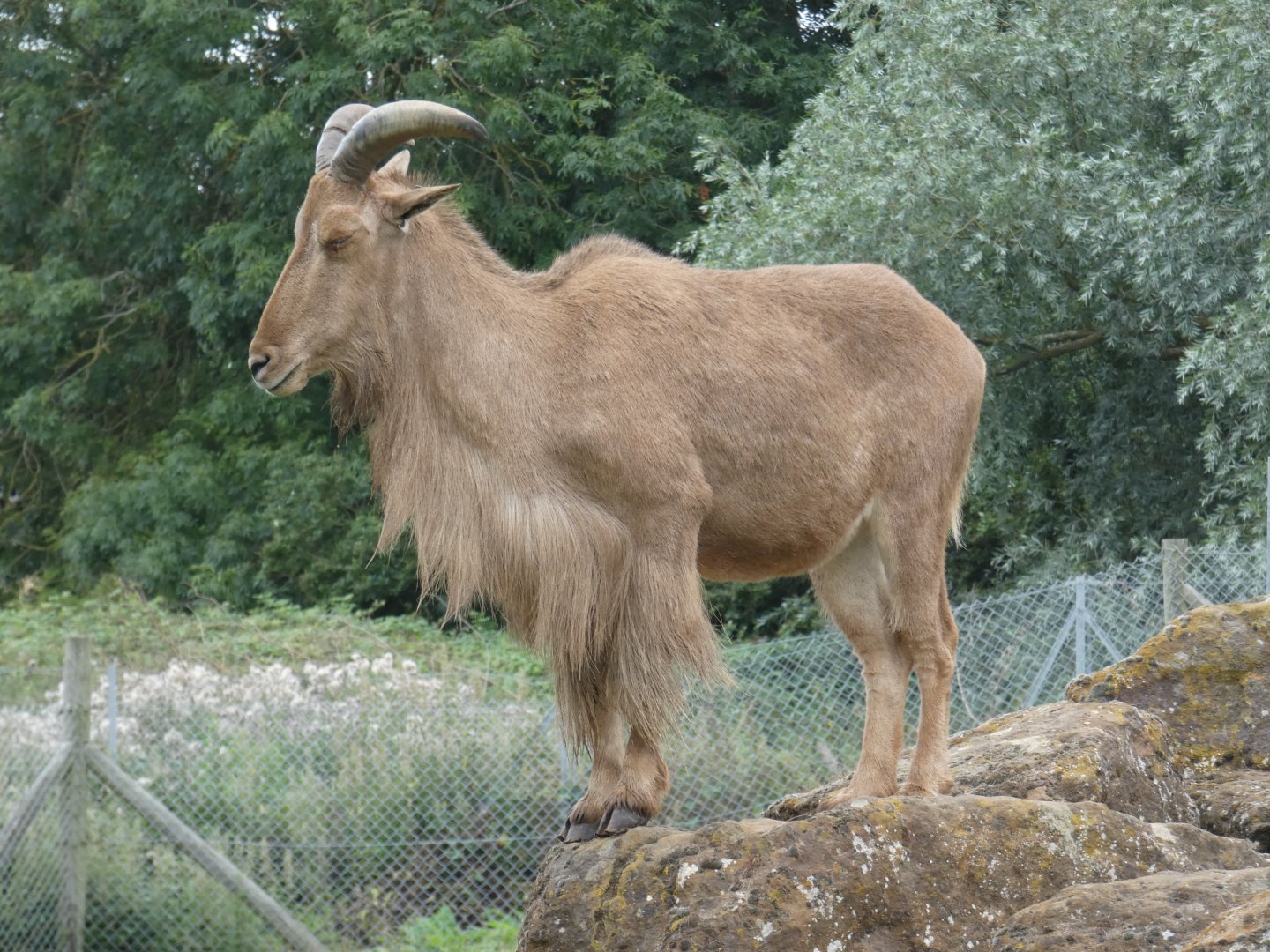 Barbary sheep