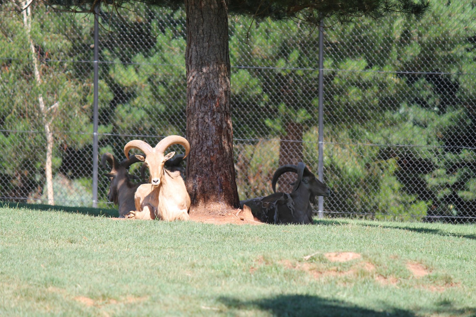 Barbary Sheep