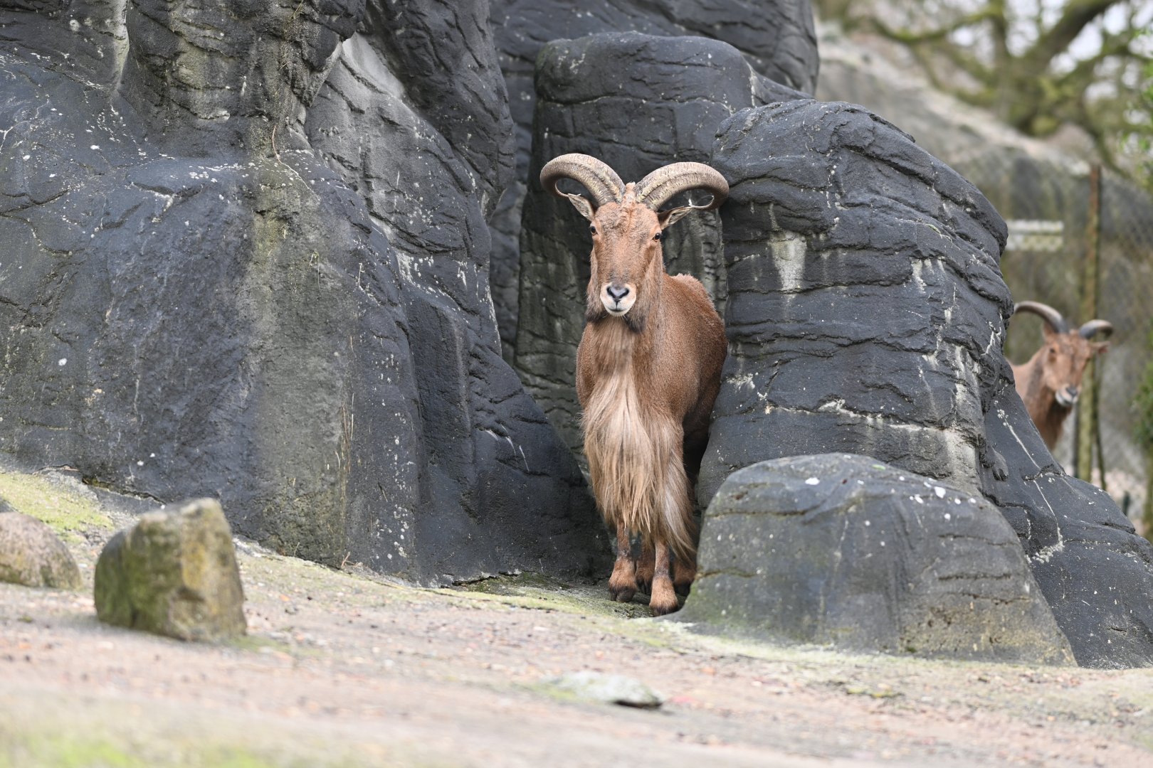 Barbary Sheep