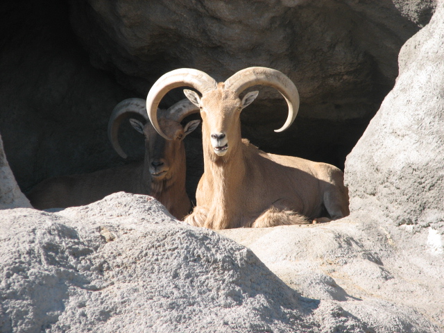 Barbary sheep