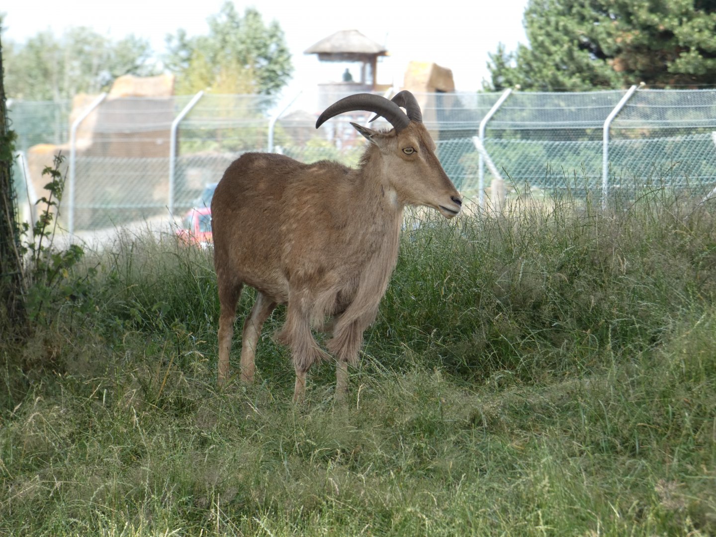 Barbary sheep