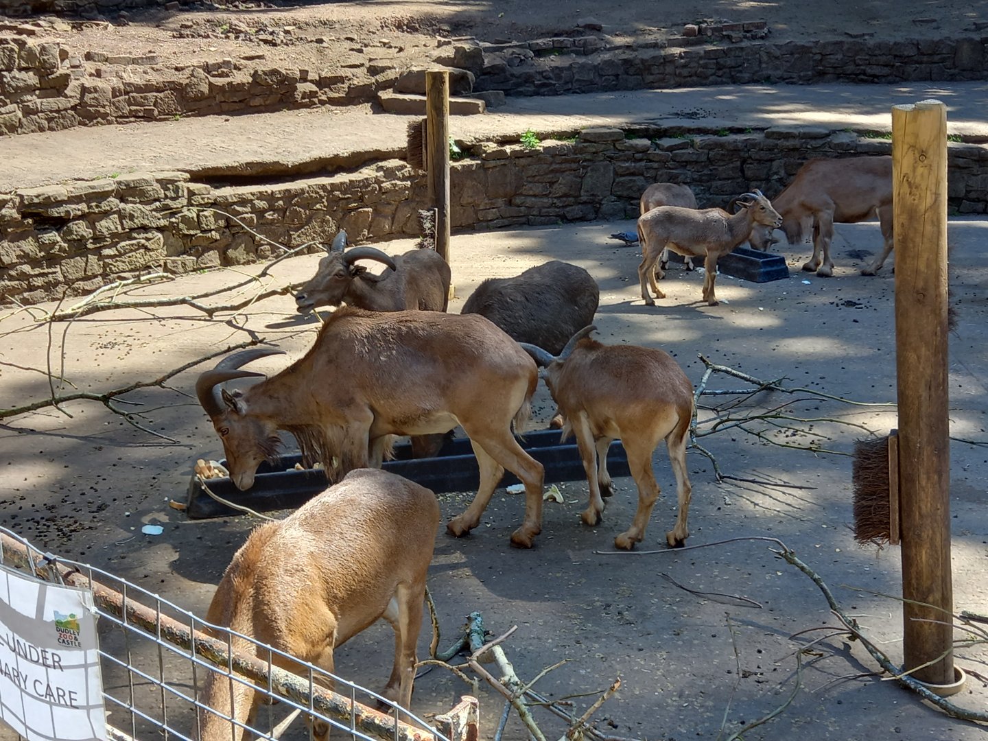 Barbary Sheep