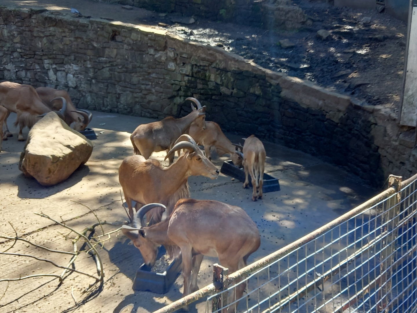 Barbary Sheep