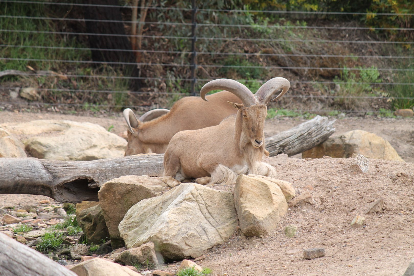 Barbary Sheep