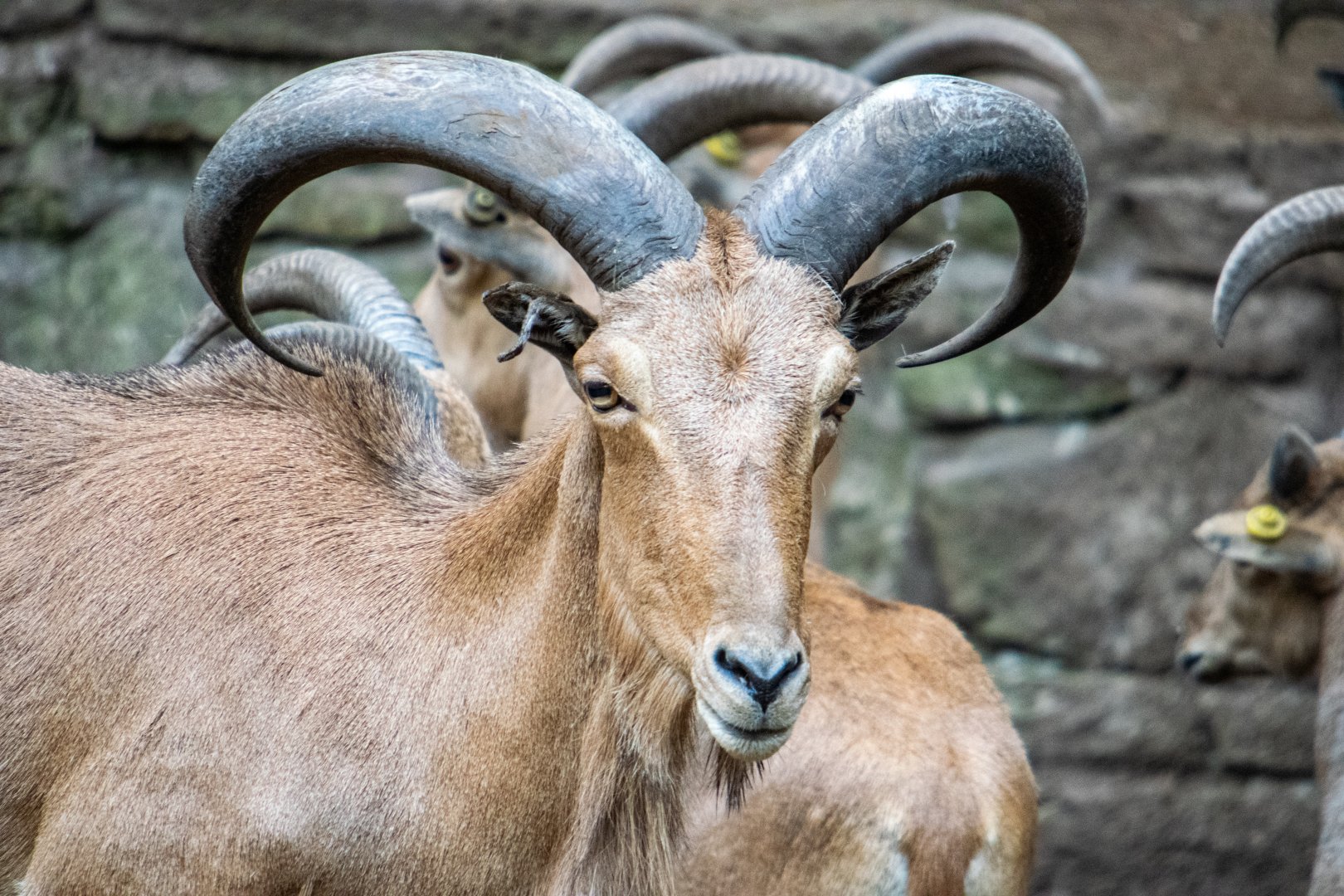 Barbary Sheep