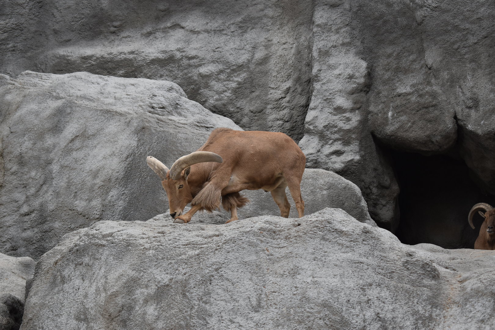 Barbary sheep