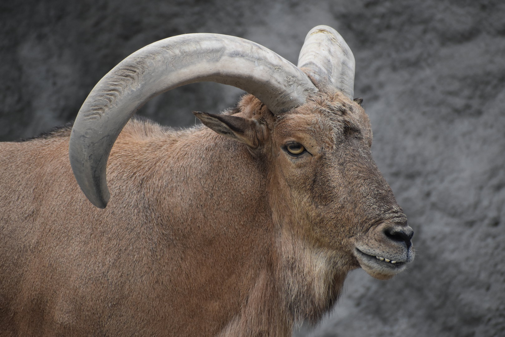 Barbary sheep