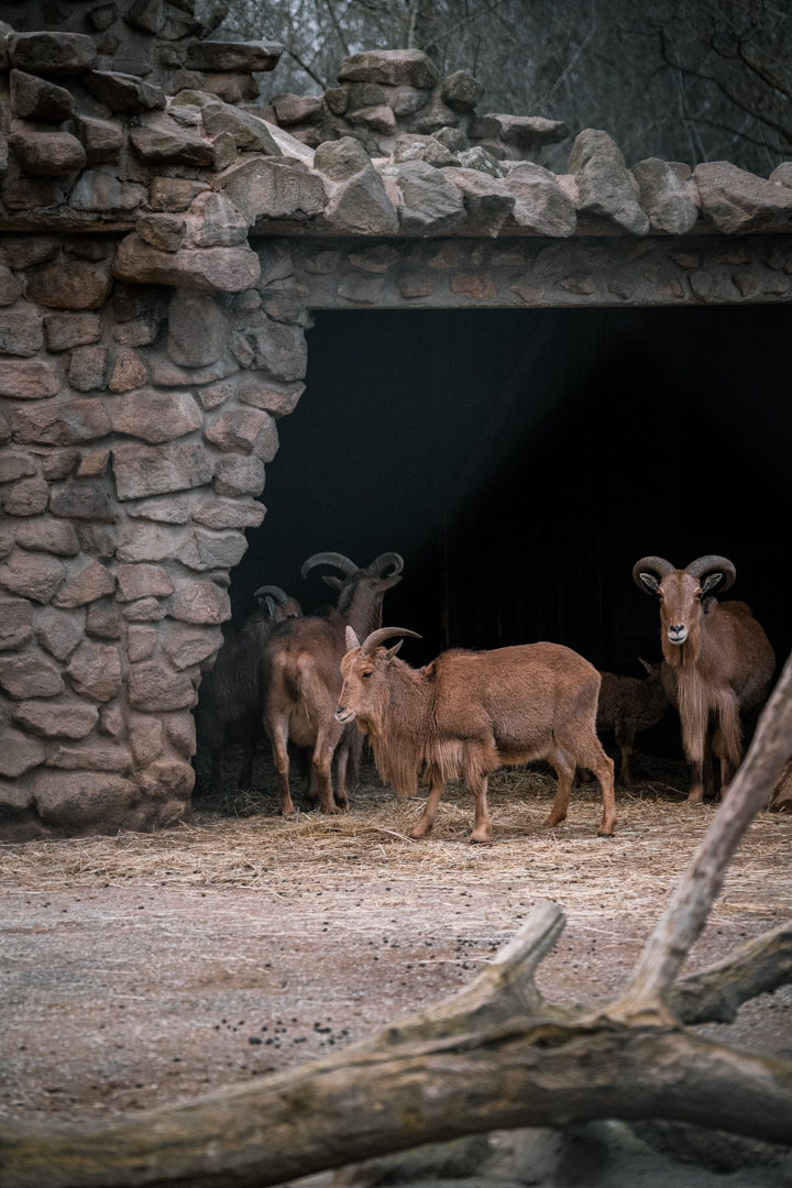 Barbary Sheep